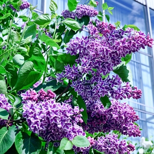 Syringa Purple Lilac Sensation